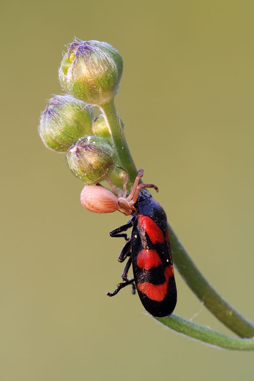 Runcinia grammica preda Cercopis vulnerata